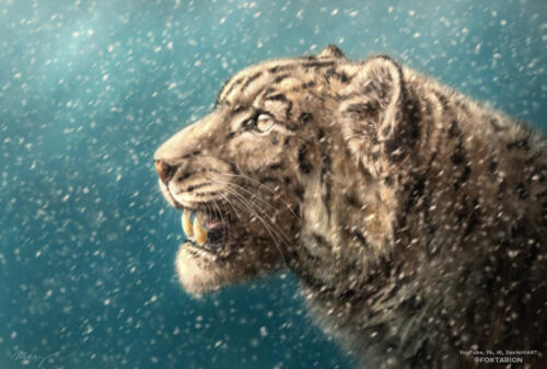 41. Snow Leopard - menší