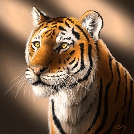 Tygr-náhled